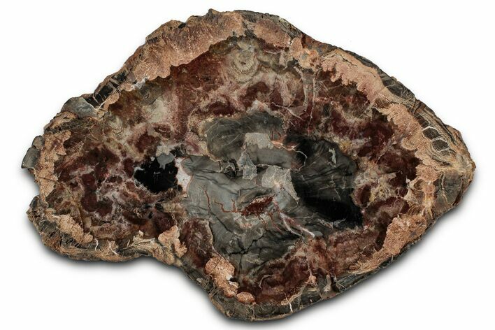 Beautiful Petrified Wood (Araucaria) Slab - Madagascar #355342